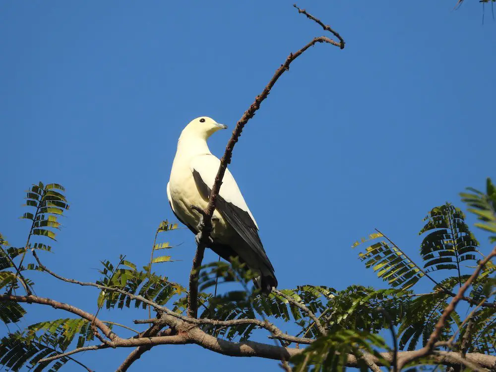 Pied Imperial Pigeon (<i>Ducula bicolor</i>)